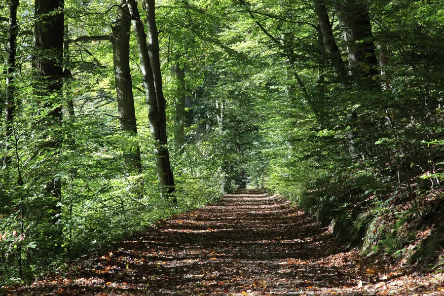 Waldweg im Sommer