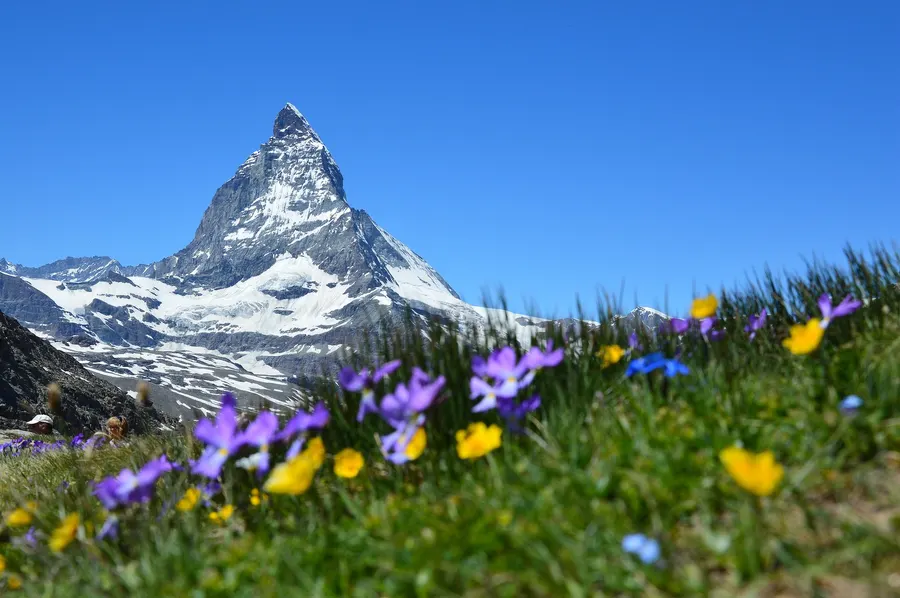 Matterhorn mit Frühlingsblumen